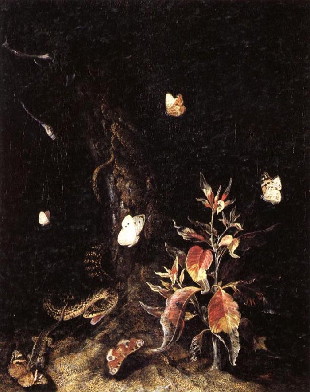 SCHRIECK, Otto Marseus van Reptiles,Butterflies,and Plants at the Base of a Tree China oil painting art